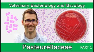 Pasteurellaceae Part 1  Veterinary Bacteriology and Mycology [upl. by Auqinom]