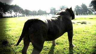 AMERICAN BULLY  GR Ch TAPATIO [upl. by Ahsinom]