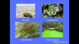 Vascular vs NonVascular Plants [upl. by Eittah]