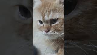 Hi kittenish kittenvideos catlover [upl. by Amber]