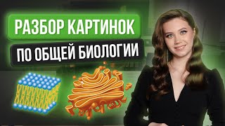 Разбор картинок Часть 2  МАРАФОН  БИОЛОГИЯ [upl. by Emlynn]