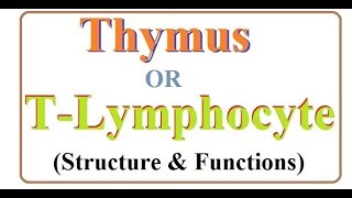 Thymus gland in hindi  Structure and Function of thymus [upl. by Zysk]