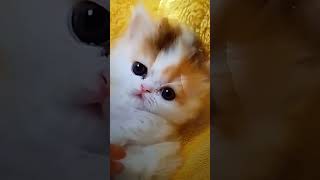 Pl subscribe channelbabyprimate cute kitten catcutekittenbabyanimal shortsvideo b kids [upl. by Frankhouse]