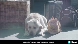 Zylkene  Helping Your Pet Cope With Traveling [upl. by Zeke]