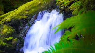 Waterfall Sounds White Noise for Sleep Focus Studying  10 Hours [upl. by Feodor]