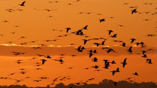 Wild goose watch from Montrose Basin Wildlife Reserve [upl. by Ciryl]