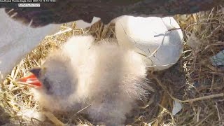 SWFL Bald Eagle15122024 0818 Bobblehead mistook moms tail feathers for food [upl. by Haraf]