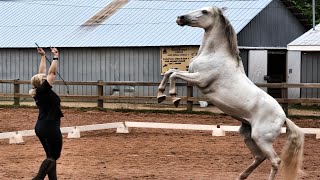 🐴How to Train Horses HORSES TRAINING 🐴HORSE RACING [upl. by Marcoux822]