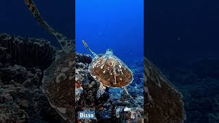 Indonesian Hawksbill Sea turtle scubadiving gopro scuba underwater bali ocean indonesia [upl. by Absa]