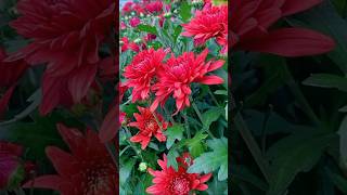 Stunning Flower Garden A Breathtaking Floral Paradise  Beautiful Garden Tour  flowers shorts [upl. by Airdnassac]