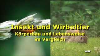 WBF  Insekt und Wirbeltier  Körperbau und Lebensweise im Vergleich Trailer [upl. by Clim]