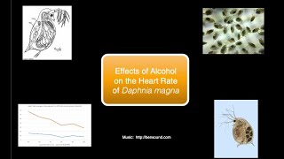 Effects of Alcohol on the Heart of Daphnia Virtual Lab [upl. by Cissiee]