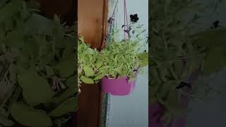 SURFINIAtamivlogs75 barcelona extremadura plantas flowers youtubeshorts [upl. by Fesuy695]