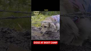 If dogs went to BOOT CAMP 😅 [upl. by Oidivo]