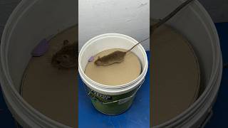 Best mouse trap ideas  Good homemade mouse trap plastic bucket rattrap rat mousetrap shorts [upl. by Sipple270]