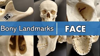 Bony landmarks of the face [upl. by Rosamund]