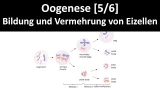 Oogenese Bildung und Vermehrung von weiblichen Geschlechtszellen  Keimzellen  Eizellen  56 [upl. by Ansela]