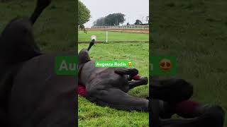 Auguste Rodin goes for a roll 😍 irishracing horseracing fyp [upl. by Lednor]