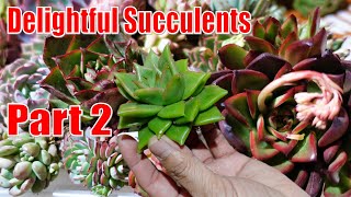 PART 2  AMAZING Succulent Haul UNBOXING from SUCCULENTS DELIGHT [upl. by Dauf]