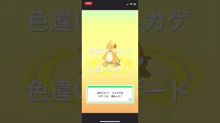 ポケモンスリープ 色違いヒトカゲを色違いリザードへ進化！ pokémon [upl. by Aisatsanna667]