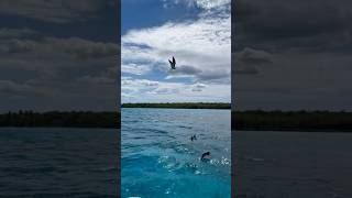 Leo Rojas  El Condor Pasa [upl. by Windzer826]