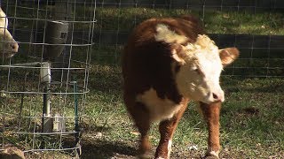 Miniature Herefords  Tennessee Crossroads  Episode 31321 [upl. by Ahtanamas]