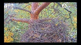 Goshawks RigaBKUS 🍂 Woodpecker [upl. by Tiebout]