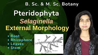 Pteridophyta  Selaginella  External morphology  Botany  B Sc amp M Sc [upl. by Roel120]