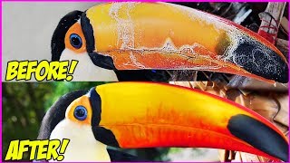 Repairing a Rescued Toucans INSANELY Damaged Gigantic BEAK BEFORE AND AFTER [upl. by Dinin]