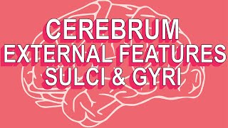 Cerebrum External Features Sulci amp Gyri [upl. by Markland]