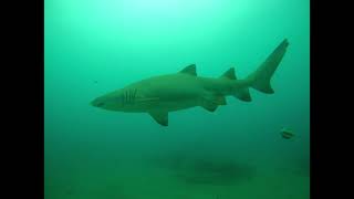 Sand Tiger Sharks aka Raggie Sharks [upl. by Ierna]