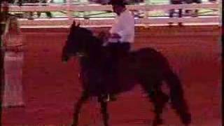 Paso Fino Show Tropical Park Miami [upl. by Sergent]