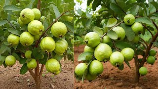 LIVE🔴🌿 How to Root Guava Cuttings Successfully – Expert Tips [upl. by Varini595]