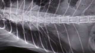 Cat has rapid abdominal breathing for 2 weeks 22 [upl. by Batista]