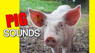 Pig Sound Effects [upl. by Aihsekat285]