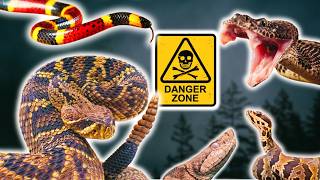 The Most VENOMOUS Snakes of Florida Ranked and Explained [upl. by Yenruoc]