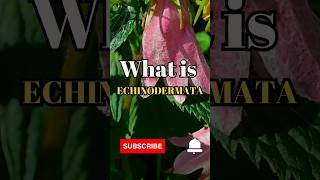 What is Echinodermata shorts facts biology [upl. by Aramoiz413]