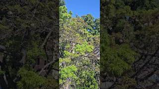 Floss silk tree Ceiba speciosa [upl. by Mairam]