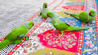 Chatterbox Ringneck Parrots Funny Moments  On Bed Green Parrots Dance And Talking With Each Other [upl. by Cassy]