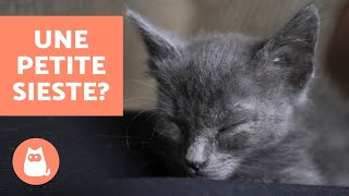 Comment faire dormir un CHATON [upl. by Notnek40]