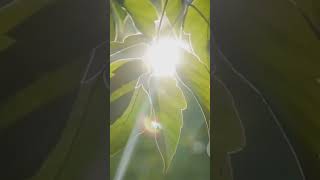 Photosynthesis science sciencefacts knowledge phytomining light plants shorts facts tiktok [upl. by Aiseneg]