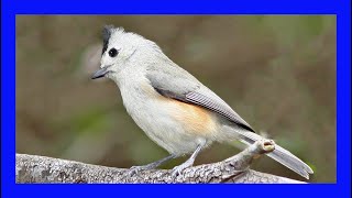 Blackcrested Titmouse Singing Call Sound Carbonero crestinegro Canto  Baeolophus Atricristatus [upl. by Elsworth]