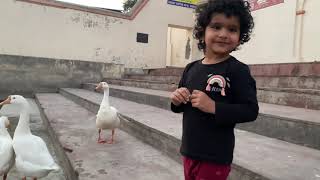 Offering foods to Ducks 🦆 of Nagshetra Temple 🛕 From Mahabharata era  Safidon Haryana [upl. by Iver]