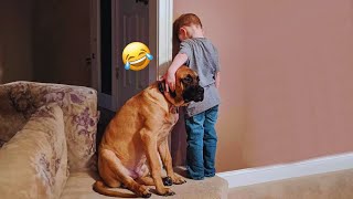 The Best of the Best The Funniest Animal Videos of 2024 Funny DOG videos 🐶😂 31 [upl. by Millford]