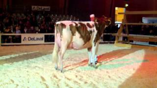 Expo Bulle 2015 Championne Red Holstein jung [upl. by Lafleur]