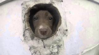 Animal Control rescues Puppies abandoned inside of home [upl. by Brey]