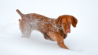 How are Vizslas in the Cold  Vlog 74 [upl. by Garber]