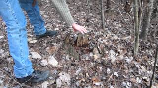 How to Recognize a Fat Wood Stump [upl. by Faulkner]