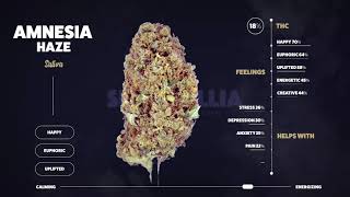 Sensemillia Amnesia Haze [upl. by Adnahc]