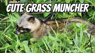 Cute Civet Cat Munching Grass [upl. by Enylorac]